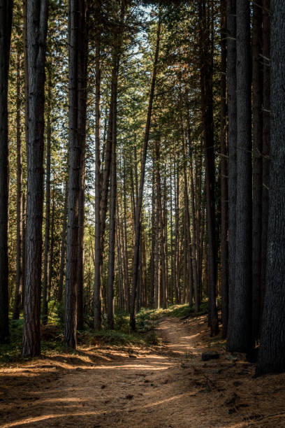 istock Sugar pines walk in Laurel Hill, New South Wales. 1206377657