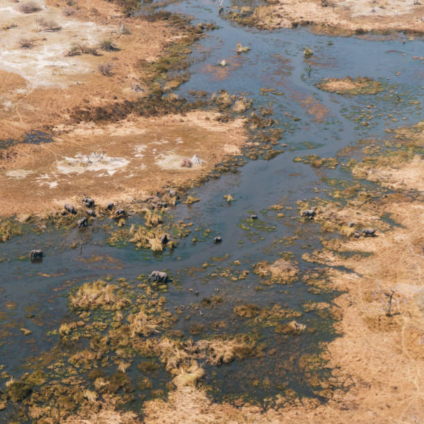 istock Okavango Delta Aerial with Elephant Herd in a Swamp 1206377872