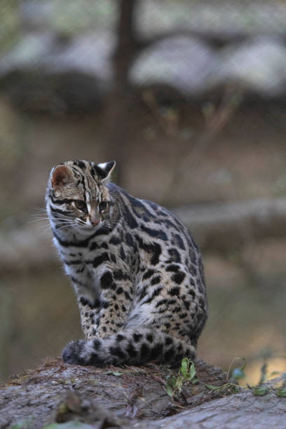 istock Leopard Cat, Prionailurus bengalensis, Sikkim, India 1206380210