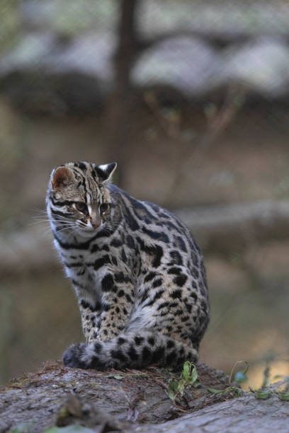 Leopard Cat, Prionailurus bengalensis, Sikkim, India Leopard Cat, Prionailurus bengalensis, Sikkim, India prionailurus bengalensis stock pictures, royalty-free photos & images