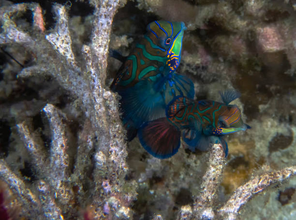 istock Colourful Madarinfish (Synchiropus splendidus) on a night dive in the Philippines 1206380352