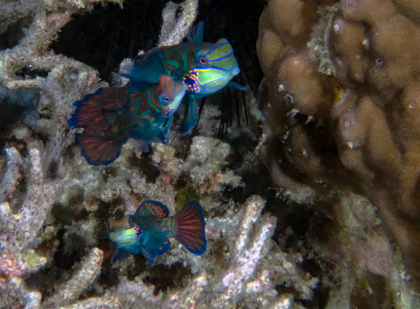 istock Colourful Madarinfish (Synchiropus splendidus) on a night dive in the Philippines 1206380387