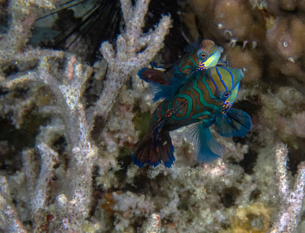 istock Colourful Madarinfish (Synchiropus splendidus) on a night dive in the Philippines 1206380409