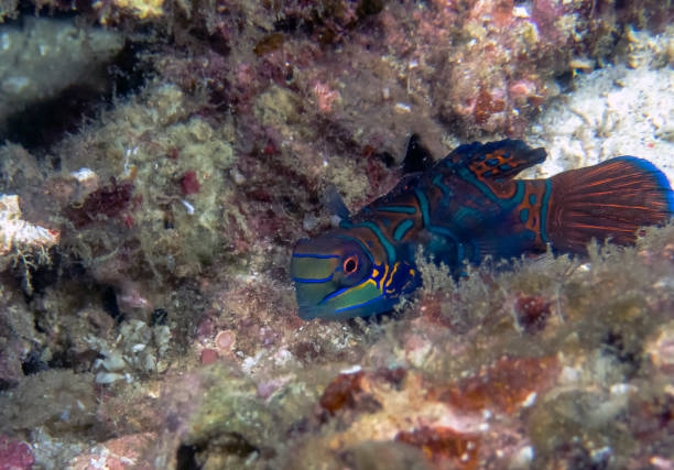 istock Colourful Madarinfish (Synchiropus splendidus) on a night dive in the Philippines 1206380419