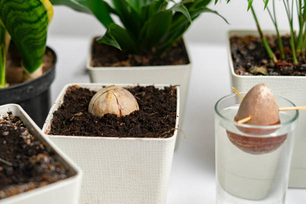 istock home botany composition, some simple pots with plants and the avocado seed growing on the table 1206381770