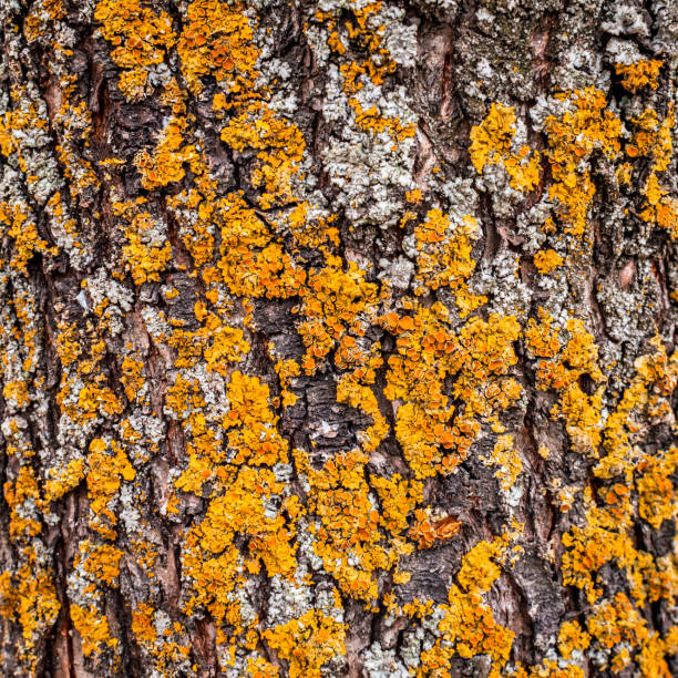 Textured bark of a tree trunk with yellow lichens