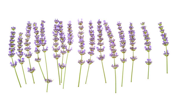 istock Lavender flowers isolated on white background. 1206381819