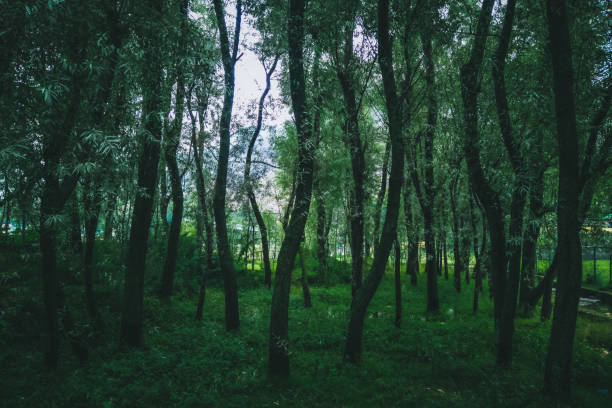 Moody desaturated look of a forest floor with numerous slender trees.