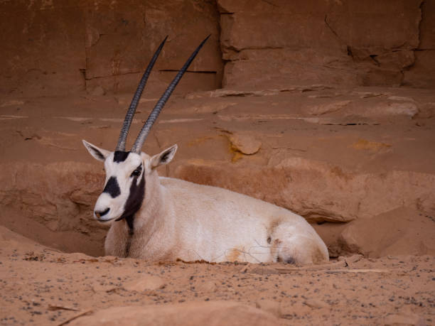 oryx árabe na reserva natural de al ula - arabian oryx - fotografias e filmes do acervo