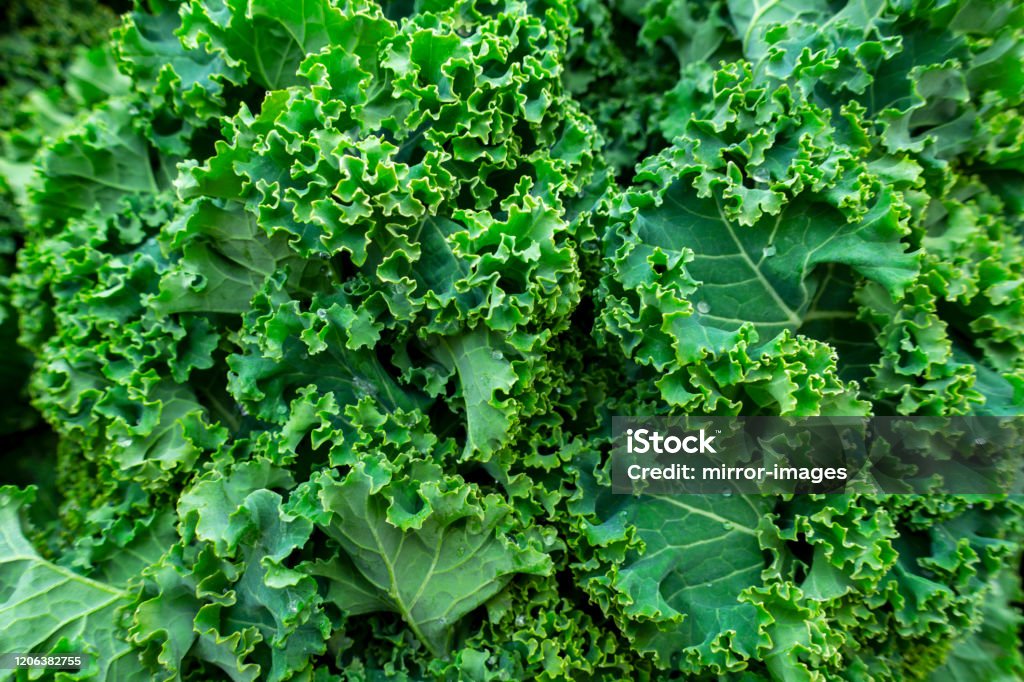 close up of a bunch of fresh healthy Curly kale leafy greens Kale Healthy leafy curly dark greens close up background Kale Stock Photo