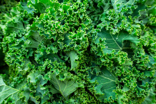 крупным планом кучу свежей здоровой фигурной капусты листовой зелени - kale стоковые фото и изображения