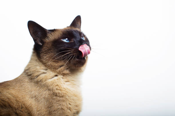The cat stuck out his tongue