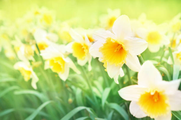 istock Spring blossoming yellow daffodils, springtime blooming narcissus flowers 1206383868