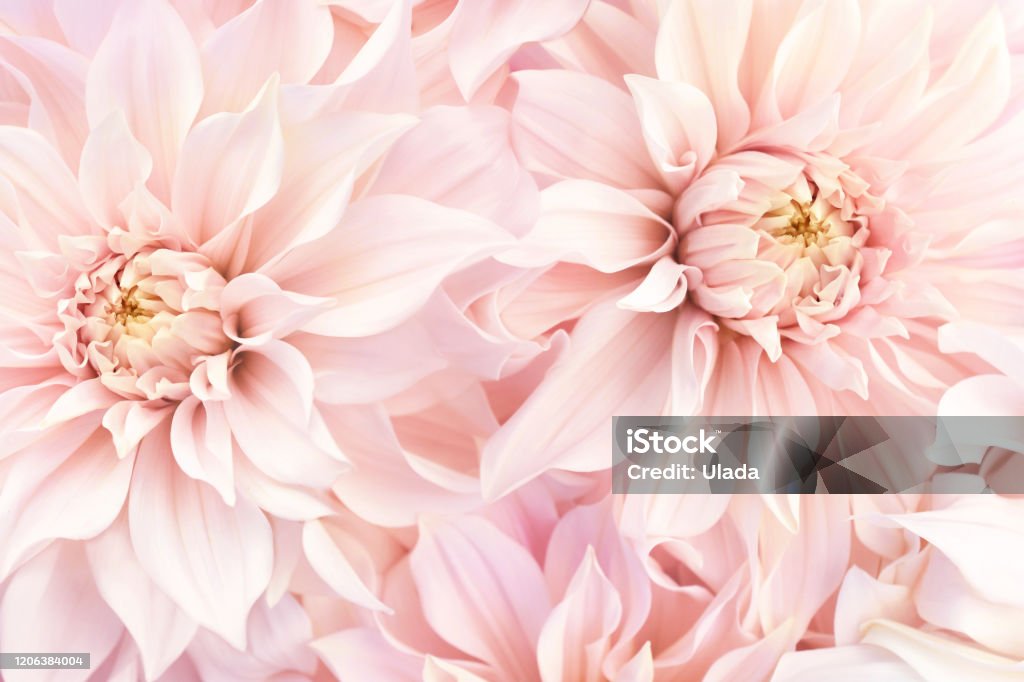 Dalias Flores Delicadas Rosas Flores En Flor De Verano De Fondo Festivo Foto de stock y más banco de imágenes de Flor - iStock Dalias Flores Delicadas Rosas Flores En Flor De Verano De Fondo Festivo Foto de stock y más banco de imágenes de Flor - iStock