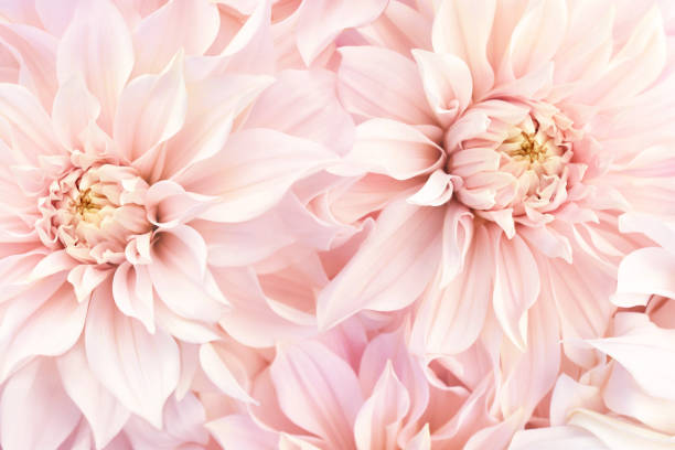 pink delicate blossoming dahlias, summer blooming flowers festive background - dália imagens e fotografias de stock