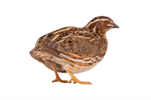 wild quail (Coturnix coturnix) isolated on a white background wild quail (Coturnix coturnix) isolated on a white background in studio shot quail bird stock pictures, royalty-free photos & images