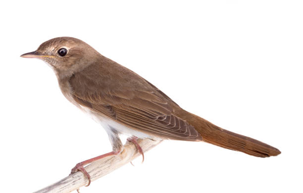 istock Nightingale sits on a branch isolated on a white 1206384080