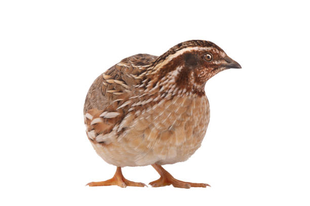 istock wild quail (Coturnix coturnix) isolated on a white background 1206384087