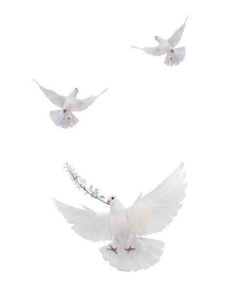 istock symbol white dove with palm branch isolated on white 1206384102