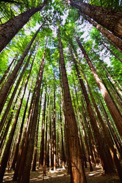 istock Low Angle View Of Bamboo Trees In Forest 1206386206