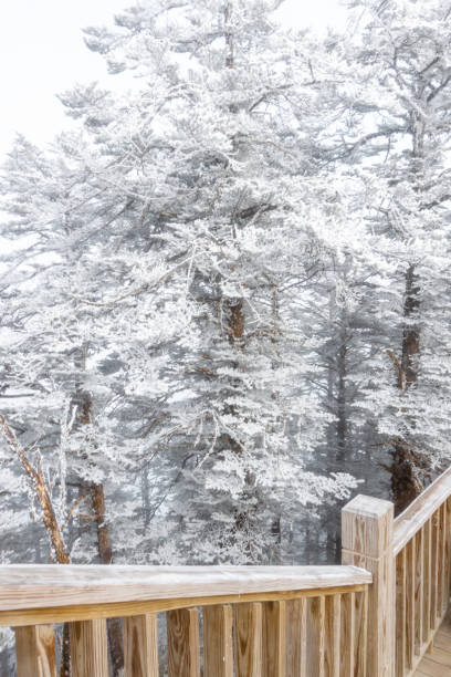 istock Cedar trees and the snow-covered landscape 1206386231
