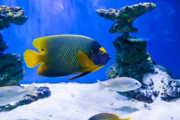istock Tropical discus fish near coral reef 1206388977