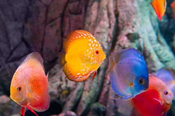 istock Tropical colorful fishes Symphysodon 1206389092