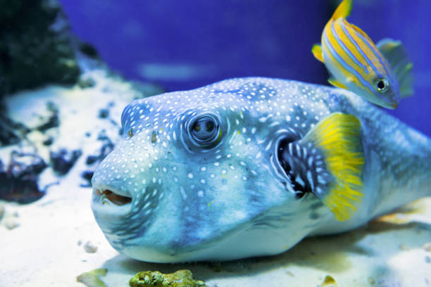 istock Fugu fish as nature underwater sea life 1206390194