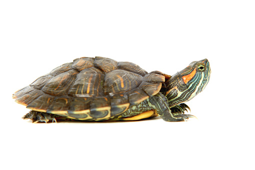 Red ear turtle isolated on white background