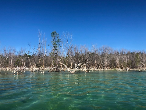 dead trees that have been bleached by the salt and sun and the mangrove forest beyond that, at high tide