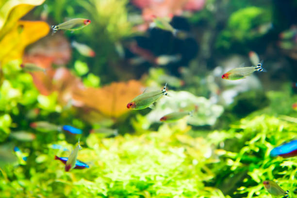 istock Tropical fishes with green underwater plants 1206392525