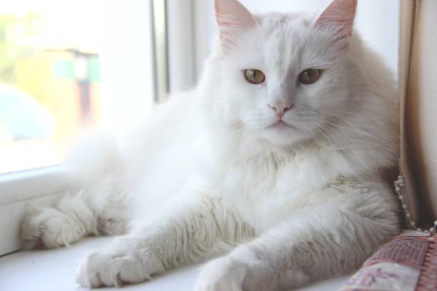 istock white cat lies on the window sill. Snow-white cat 1206392818