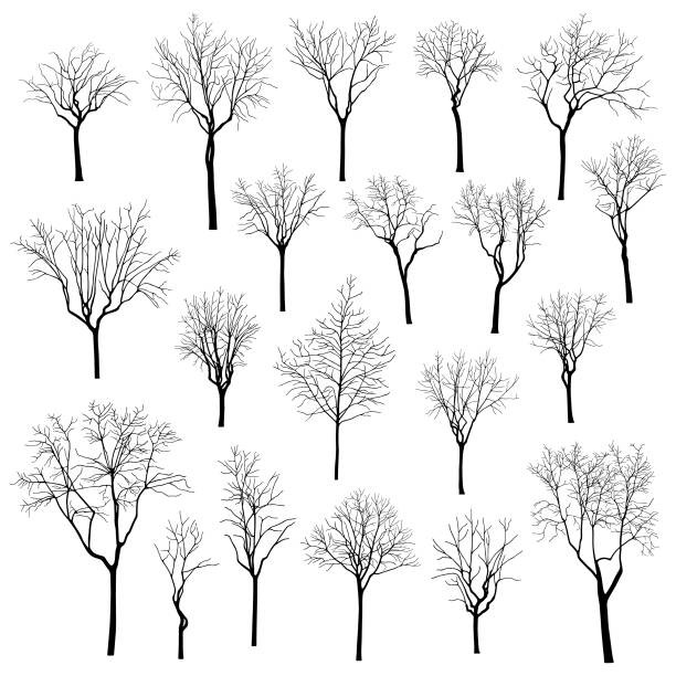 ilustrações de stock, clip art, desenhos animados e ícones de trees silhouettes vector illustration set - forest road nature birch tree