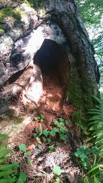 istock Tree with a hollow of unusual appearance in the forest 1206399998