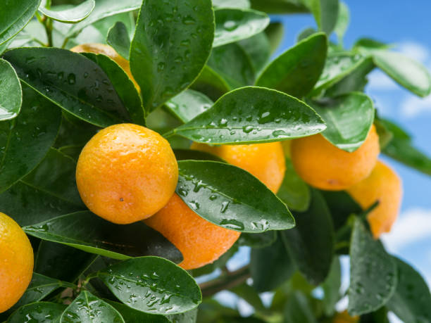 istock Ripe tangerine fruits on the tree. Blue sky background. 1206400140