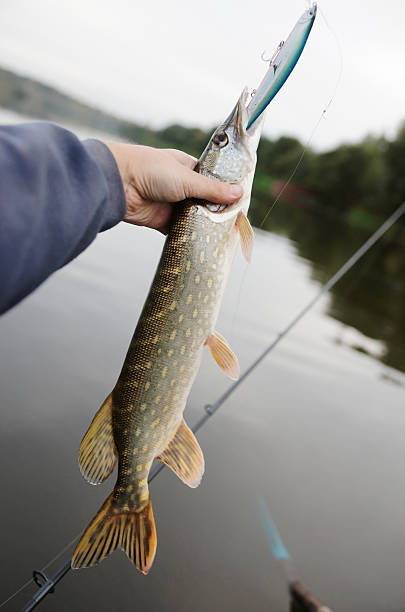 istock Fisherman holding northern pike 120640095