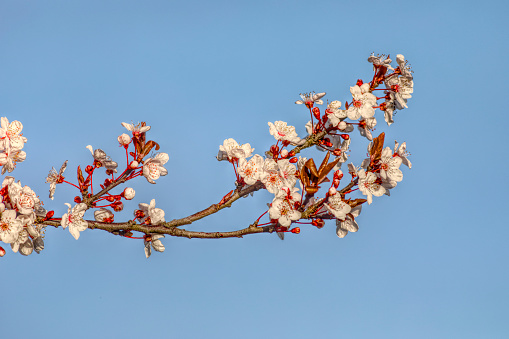 By mid February, late winter / very early spring, the snowy white blossom of Myrobalan plum (Prunus cerasifera), with hints of pink, start to brighten the drab days.