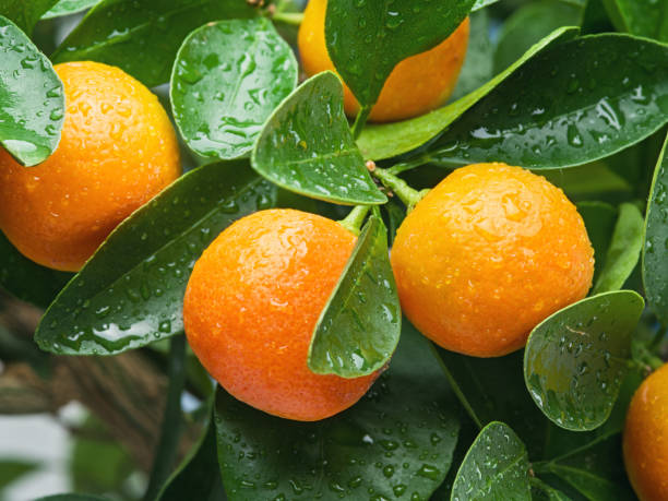 istock Ripe tangerine fruits on the tree. Blue sky background. 1206402141