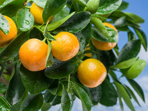 istock Ripe tangerine fruits on the tree. Blue sky background. 1206402519