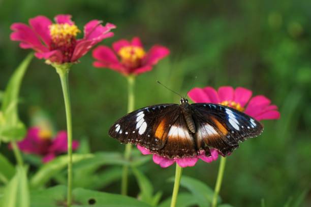 istock Butterfly and pink flower 1206402592