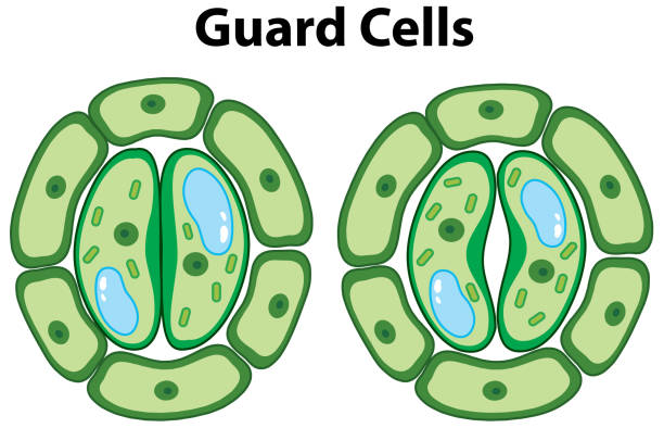 illustrazioni stock, clip art, cartoni animati e icone di tendenza di diagramma che mostra le celle di guarad su sfondo isolato - guard cells