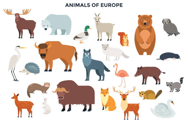 ilustraciones, imágenes clip art, dibujos animados e iconos de stock de plantilla infográfica moderna - polar bear bear vector mammal