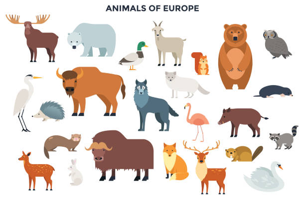 Modern Infographic Template Big collection of cute funny wild European animals and birds. Bundle of adorable cartoon characters isolated on white background. Fauna of Europe. Colorful vector illustration in flat style. animals stock illustrations