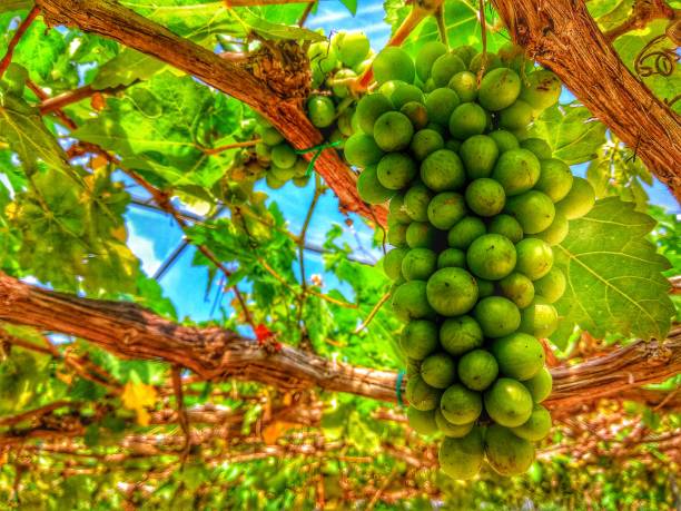 Grape is ready for harvest