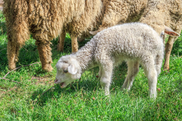 dulce pequeño cordero blanco pastando en pastoverde verde - livestock rural scene newborn animal ewe fotografías e imágenes de stock