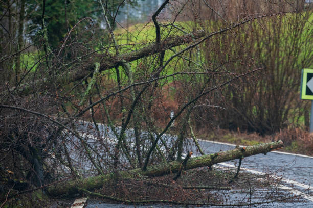 istock Fallen tree blocking the road in the peak district during Storm Ciara, UK. February 2020 1206406661