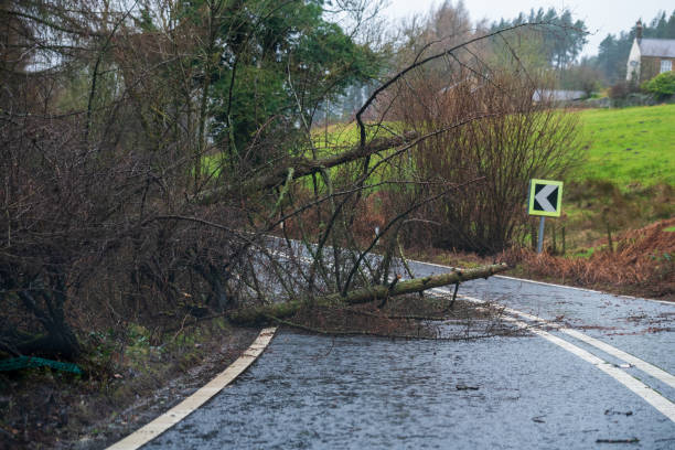 umgestürzter baum blockiert die straße im hauptbezirk während des sturms ciara, großbritannien. februar 2020 - baumstamm am boden stock-fotos und bilder