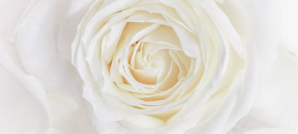 istock Soft focus, abstract floral background, white rose flower. Macro flowers backdrop for holiday brand design 1206408026