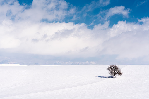 A single tree in snowy winter. Winter landscape with alone tree - cold winter day
