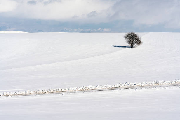 istock Winter landscape, single tree and country road 1206408738